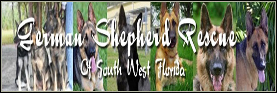South West Florida German Shepherd Rescue