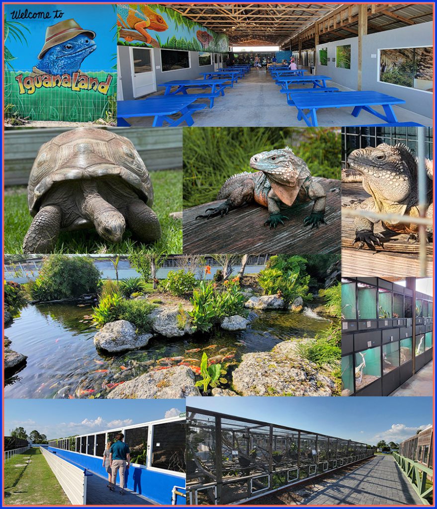 Visit Iguanaland Punta Gorda - Iguanaland is the largest reptile zoo in ...