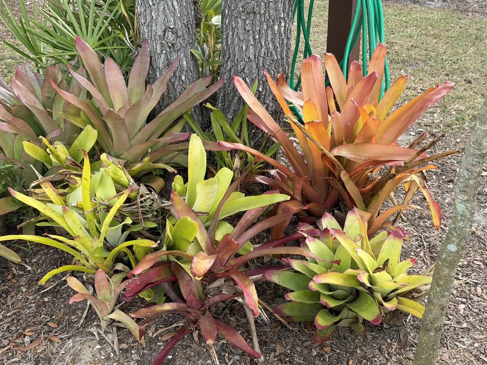 1st saturday of the month march plant exchange