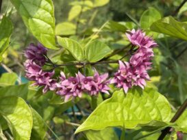 1st saturday of the month may plant exchange