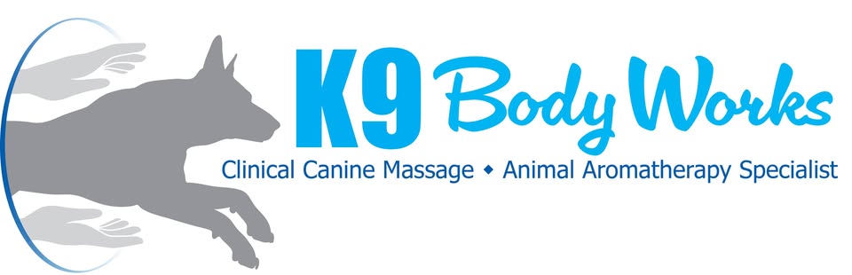 doc of hollywood akc agility