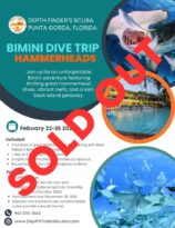 sold out bimini hammerhead adventure!