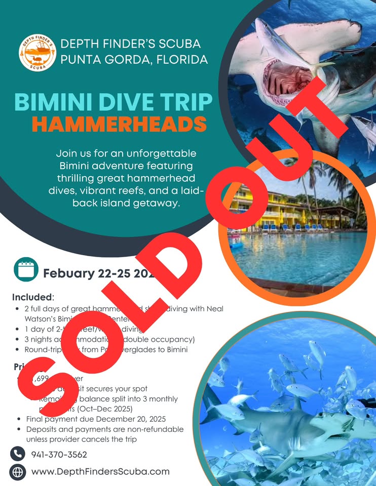 sold out bimini hammerhead adventure!
