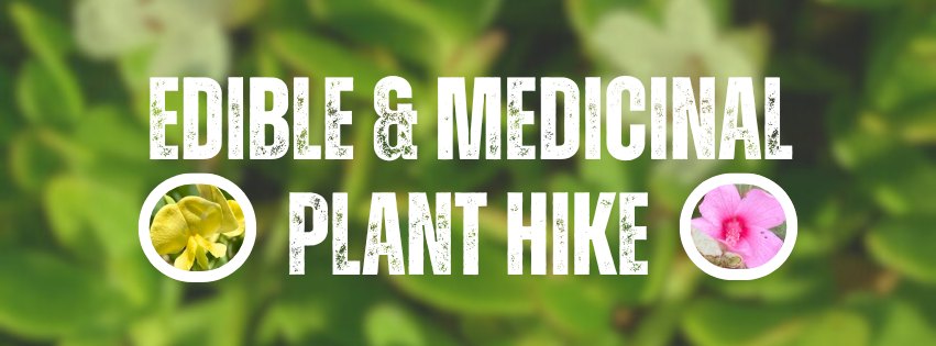 edible & medicinal plant hike at chec!