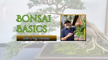 bonsai basics with troy randall