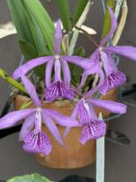 1st saturday of the month june plant exchange