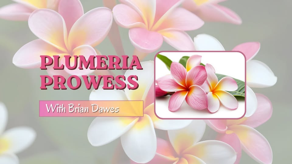 plumeria prowess